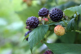 Запускають самознищення ракових клітин: учені назвали корисні ягоди