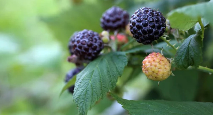 Иллюстративное фото / depositphotos.com