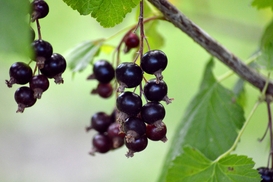 Экспорт украинской смородины резко упал в 2025 году: названы главные причины