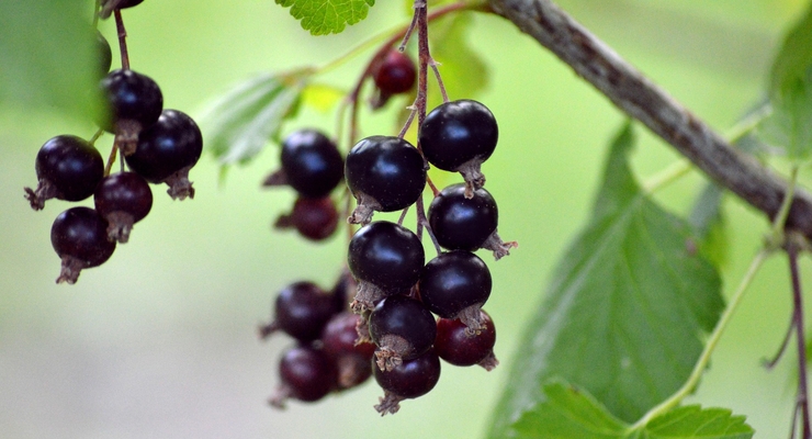 Ілюстративне фото / pixabay.com