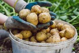 Обвал цен на картофель: почему украинские фермеры массово распродают свои запасы