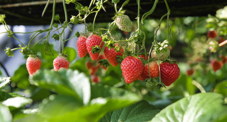 Ілюстративне фото / freepik