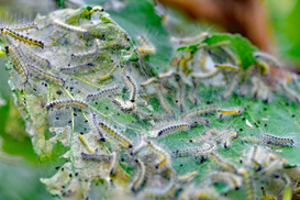 Чужорідні шкідники: в Україні затвердили порядок визначення інвазивних видів