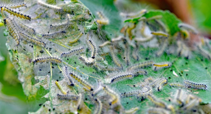 Гусеница американского белого мотылька / фото из открытых источников