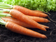 В Украине продолжается обвал цен на морковь: сколько теперь стоит килограмм