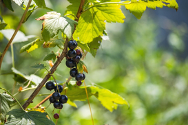 Бруньки по 2,5 тис грн: в Україні назвали найприбутковішу ягоду для бізнесу