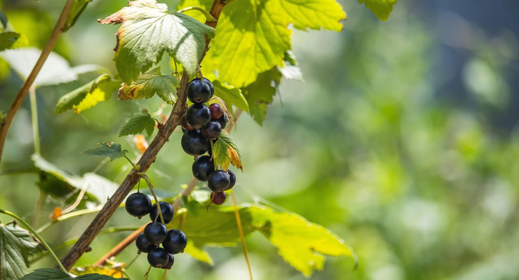 Ілюстративне фото / pixabay.com