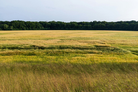 Строить или сажать: как изменились цены на землю в зависимости от назначения