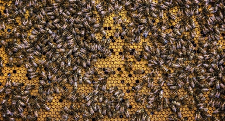 ілюстративне фото / pexels.com