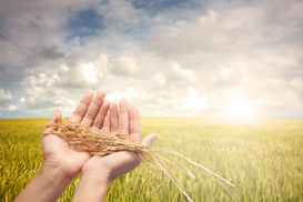 Цены на удобрения и топливо взлетели: что будет с урожаем зерна в 2026 году