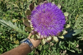 Нишевый агробизнес: как вырастить артишок и сколько можно заработать