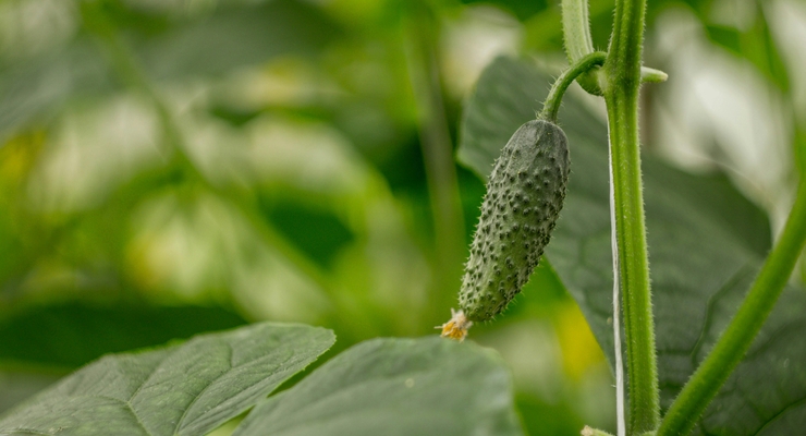 ілюстративне фото / pexels.com