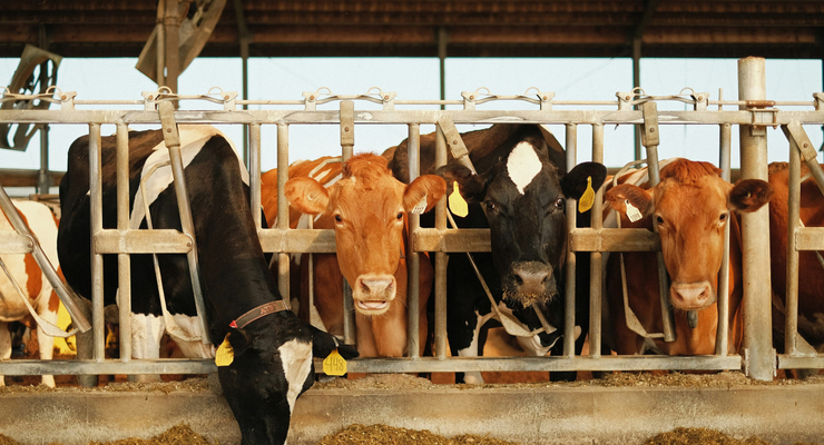 Austin Santaniello / unsplash.com