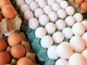 Экспорт яиц из Украины бьет рекорды: поставки выросли до максимума