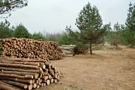 Незаконные вырубки в Карпатах на сотни миллионов: прокуратура подала иск