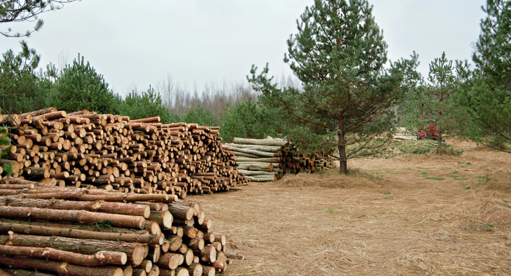 иллюстративное фото / pexels.com