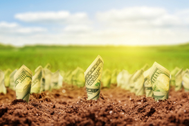 Больше кукурузы, но меньше сои: сколько урожая собрали аграрии