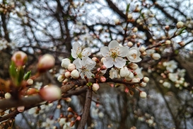 Морози знищили 50% врожаю: українців попередили про подорожчання фруктів