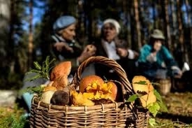 Штрафи за збір грибів та ягід 2026 року: коли українців можуть покарати