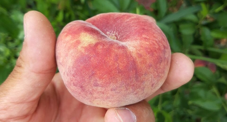иллюстративное фото / east-fruit.com