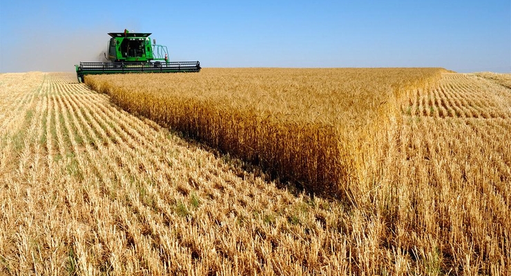 иллюстративное фото / agropolit.com