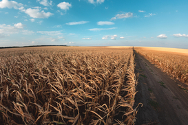 Sharp Drop in Demand for Land: How Much Does a Hectare Cost, and Where Has Farmland Become Cheaper?